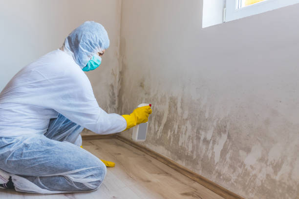 Licensed Commercial Mold Remediation service in Clinton, IL - 24 Hour Mold Removal