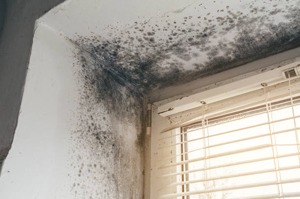 Affordable Commercial Mold Remediation solutions in Clinton, IL